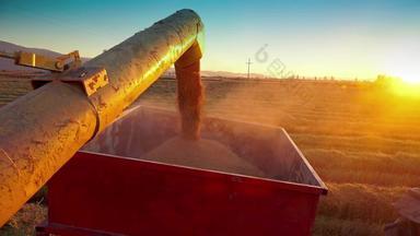 收割机转移收获拖拉机容器玉米大米黑麦收获农田日落索尼拍摄